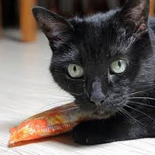 pin auf katzen spielzeug co