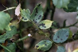 Black spot (blackspot) is the most important fungal disease of roses worldwide. Rose Rosa Spp And Hybrids Black Spot Pacific Northwest Pest Management Handbooks