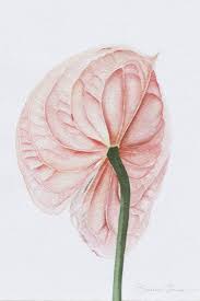 Pink Anthurium Poppy Flower Drawing Watercolor Illustration Artworks Wildflower Drawing