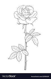 Black And White Rose Flower With Leaves And Stem Decorative Element For Tattoo Greeting Card Wedding White Rose Tattoos Rose Flower Sketch White Rose Flower
