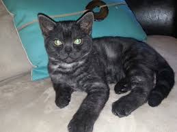 If a solid black cat mates a 'silver' cat the kittens will be smoke. Other Coat Colors Silver Shorthairs