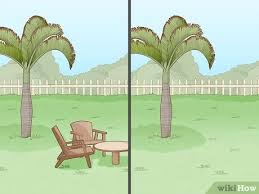 Large palm root sphere, fossil palm root sphere, petrified palm root sphere, palm root crystal ball. 3 Ways To Remove A Palm Tree Wikihow