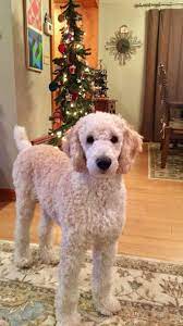 Zabryn Goldendoodle Haircuts Goldendoodle Poodle Puppy