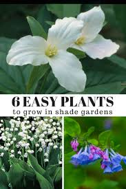 Doublet of clan, borrowed through celtic languages. 6 Easy Plants To Grow In Shade Gardens Gardening Know How S Blog