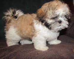Browse and find shih tzu puppies today, on the uk's leading dog only classifieds site. Shih Tzu Puppy For Sale In Colorado Springs Colorado Classified Americanlisted Com