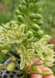 Image result for Albuca virens