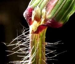 Image result for Leptochloa panicea