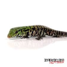 Argentine Black And White Tegu For Sale Canada Captive Bred Tegus For Sale Underground Reptiles