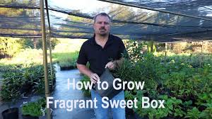Maybe you would like to learn more about one of these? Fool Proof Gardenia Super Compact Fragrant Flowering Shrub Youtube