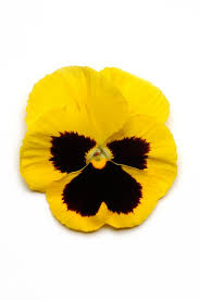 Pansy viola x wittrockiana Matrix Yellow Blotch