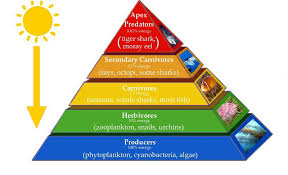 3 Major Types Of Ecological Pyramids Pyramid Of Number