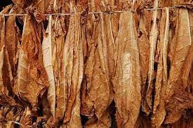 These leaves are a blended mix of flue cured, burley, and oriental tobacco leaves. Capital Tobacco Premium Tobacco Supplier