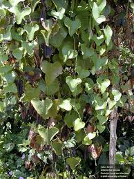 Image result for Aristolochia