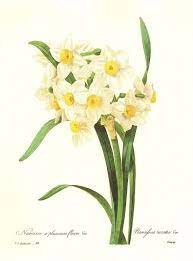 Vintage Narcissus Botanical Print Redoute White Flower Art Daffodil Pjr 2425 Vintage Vintage Botanical Prints Narcissus Flower Botanical Art