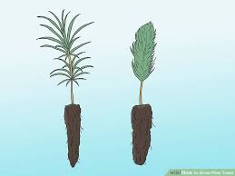 3 Ways To Grow Pine Trees Wikihow