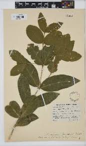 Image result for Jasminum breviflorum