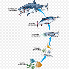 Maybe you would like to learn more about one of these? Rantai Makanan Makanan Web Ekosistem Gambar Png