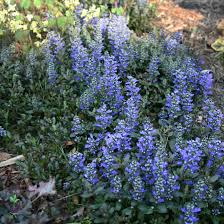 Image result for Ajuga