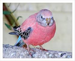 Pink Bird Pet Birds Pink Bird Pretty Birds