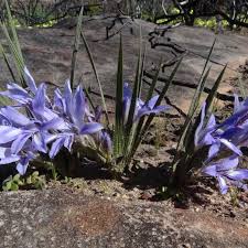 Image result for Voacanga thouarsii