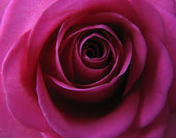 Fare gli auguri di compleanno regalando un. Fiori La Rosa Rosa La Mia Prima Foto Finita Su Explore L Flickr