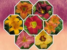 3 more photos view gallery. Small Garden Daylily Combo 7 Different Varieties Mooiplaas Iris Daylilies