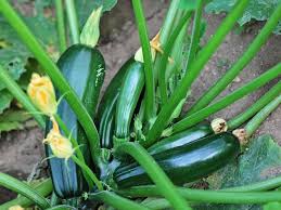 Can you plant zucchini and watermelon together. When To Plant Zucchini Planting Guide 2021 Northern Nester