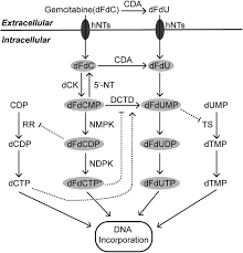 Pancreatic cancer is a common and deadly disease; Metabolism Of Pancreatic Cancer Paving The Way To Better Anticancer Strategies Molecular Cancer Full Text