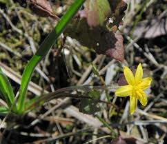Image result for Hypoxis angustifolia