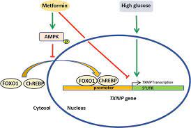 Mechanism of action & pharmacokinetics instructor: New Insight Into Metformin Mechanism Of Action And Clinical Application Intechopen
