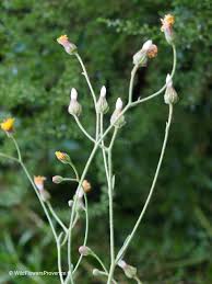 Image result for Crepis newii