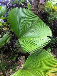 Image result for Licuala grandis