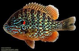 Jonah S Aquarium Lepomis Gibbosus 02 Pumpkinseed Sunfish Nate Tessler Fish Painting Fish Artwork Fish Drawings