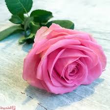 We did not find results for: ØµÙˆØ§Ø± Ø§Ù„ÙˆØ±ÙˆØ¯ ÙŠØ¯ Ø¨Ø§Ù„ÙŠØ¯ Ø§Ù„ÙˆØ±ÙˆØ¯ Ø­Ø¯ÙŠÙ‚Ø© Ø§Ù„ÙˆØ±ÙˆØ¯ Centifolia ØªØµÙ…ÙŠÙ… Ø§Ù„Ø²Ù‡ÙˆØ± Ù‚Øµ Ø§Ù„Ø²Ù‡ÙˆØ± Ø¨Ø§Ù‚Ø©