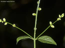 Image result for Cyathula