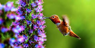 We did not find results for: 14 Flowers That Attract Hummingbirds Best Blooms For Pollinators