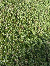 Harga jual rumput gajah mini surabaya rp.15.000 permeter. Jual Rumput Gajah Mini Surabaya Harga Rumput Gajah Mini Surabaya Tahun 2021 Penjual Rumput Taman Rumput Gajah Mini Wa 085851472116