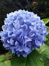 Among the remontant hydrangeas, a group of hydrangea hovaria. My Grandma S Hydrangea That Kinda Looks Like A Ball Of Butterflies Flowers
