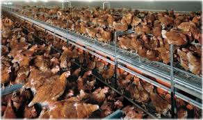 Beef, pork, lamb, veal, goat, elk, venison, yak, chickens, ducks, rabbits. Free Range Poultry And Eggs Not All They Re Cracked Up To Be Upc