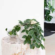 Pin On Plants For Sale