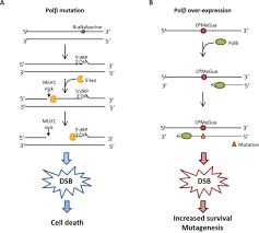 oncotarget crosstalk between mismatch repair and base