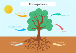 Photosynthesis Free Photosynthesis Templates