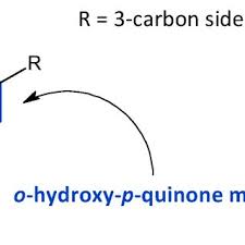 Image result for Equilabium petiolare