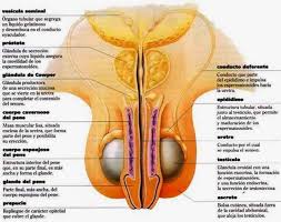 Sistema Reproductor Femenino Y Masculino Para Imprimir Material Para Maestros Planeacio Sistema Reproductor Sistema Reproductor Femenino Aparato Reproductor