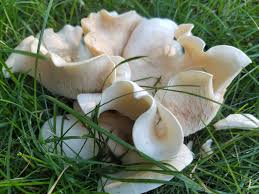 Found This In My Lawn It Has Rained A Lot Recently Can You Id About 4 Wavy Michigan Mycology Fungi Mushrooms Mushroom B Stuffed Mushrooms Lawn Canning