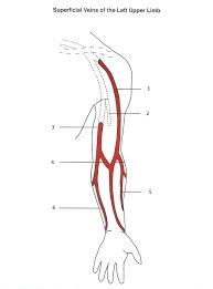 Veins In Arm Used For Venipuncture Google Search Phlebotomy Phlebotomy Study Diagram