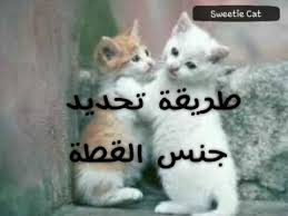 معرفة قطك انثى او ذكر know your cat male or female youtube