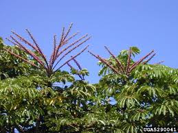 Image result for Heptapleurum actinophyllum