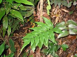 Image result for Anemiaceae