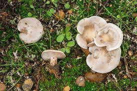 Image result for Clitocybe multiceps